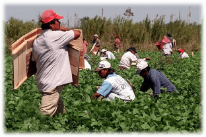 Farmworkers Field