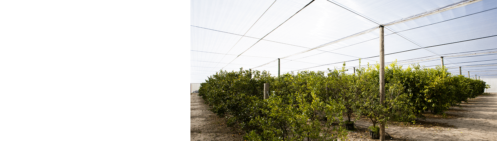 CUPS as a Practical Solution for Sustainable Citrus Production