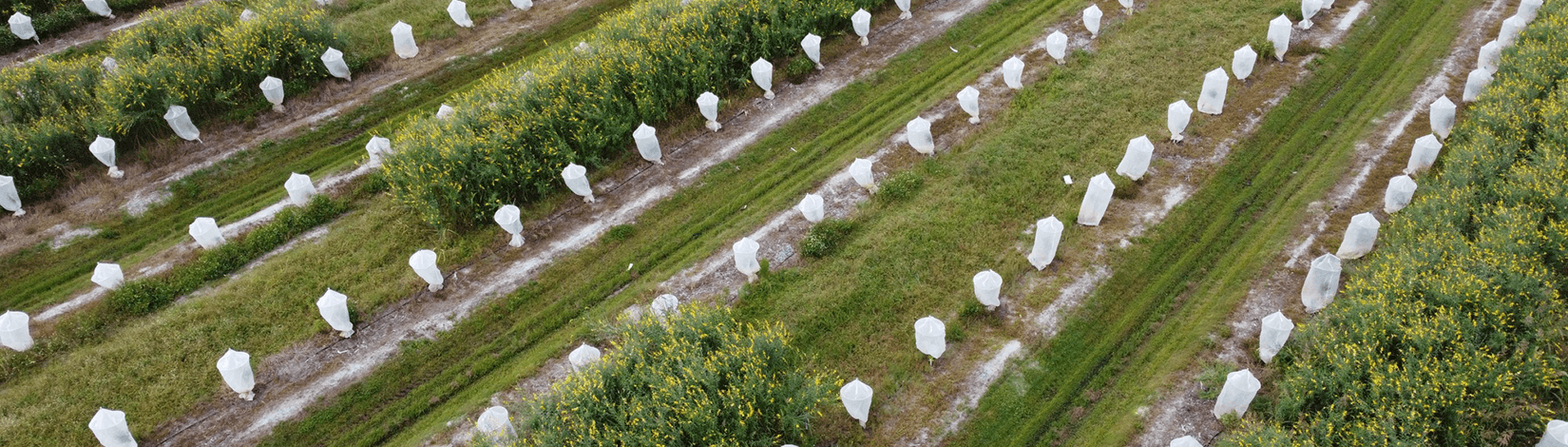 Cover crop citrus