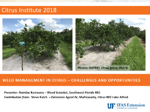 Weed Management Citrus Challenges